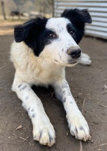 GIGINO, Hund, Mischlingshund in Euskirchen - Bild 17