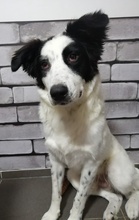 GIGINO, Hund, Mischlingshund in Euskirchen - Bild 20