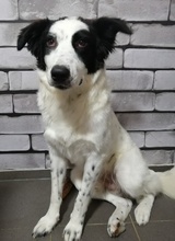 GIGINO, Hund, Mischlingshund in Euskirchen - Bild 21