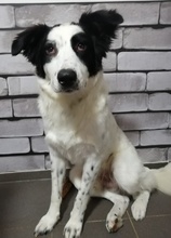 GIGINO, Hund, Mischlingshund in Euskirchen - Bild 22