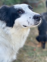 GIGINO, Hund, Mischlingshund in Euskirchen - Bild 27