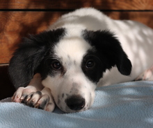 GIGINO, Hund, Mischlingshund in Euskirchen - Bild 6