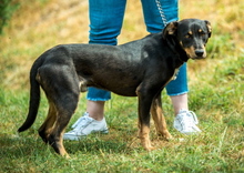 TIKTOK, Hund, Mischlingshund in Ungarn - Bild 2