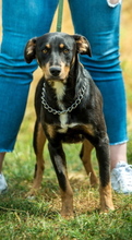 TIKTOK, Hund, Mischlingshund in Ungarn - Bild 3