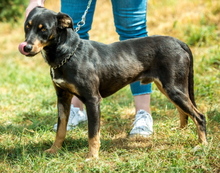 TIKTOK, Hund, Mischlingshund in Ungarn - Bild 4
