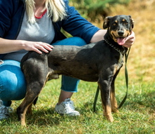 TIKTOK, Hund, Mischlingshund in Ungarn - Bild 5