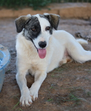 CODOS, Hund, Mischlingshund in Griechenland - Bild 2