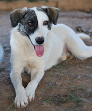 CODOS, Hund, Mischlingshund in Griechenland - Bild 5