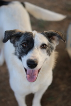 CODOS, Hund, Mischlingshund in Griechenland - Bild 6