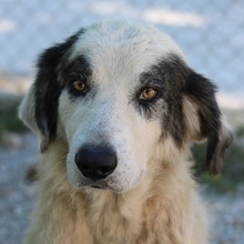 GÜNTER, Hund, Mischlingshund in Griechenland - Bild 1