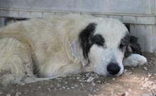 GÜNTER, Hund, Mischlingshund in Griechenland - Bild 10
