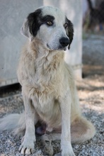 GÜNTER, Hund, Mischlingshund in Griechenland - Bild 11