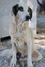 GÜNTER, Hund, Mischlingshund in Griechenland - Bild 12