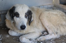 GÜNTER, Hund, Mischlingshund in Griechenland - Bild 2
