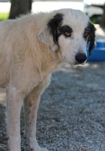 GÜNTER, Hund, Mischlingshund in Griechenland - Bild 3