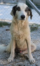 GÜNTER, Hund, Mischlingshund in Griechenland - Bild 5