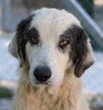 GÜNTER, Hund, Mischlingshund in Griechenland - Bild 6