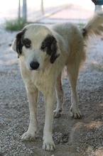 GÜNTER, Hund, Mischlingshund in Griechenland - Bild 7