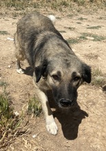 LEWIS, Hund, Mischlingshund in Griechenland - Bild 2