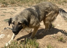 LEWIS, Hund, Mischlingshund in Griechenland - Bild 4