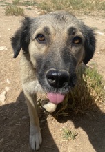 LEWIS, Hund, Mischlingshund in Griechenland - Bild 5