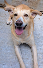 NIKOS, Hund, Mischlingshund in Kroatien - Bild 3