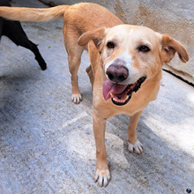 NIKOS, Hund, Mischlingshund in Kroatien - Bild 9