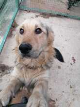 PISTA, Hund, Mischlingshund in Kroatien - Bild 13