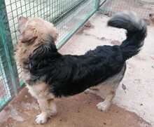 PISTA, Hund, Mischlingshund in Kroatien - Bild 15