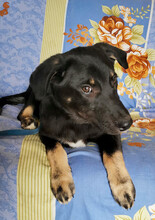 MAXIM, Hund, Mischlingshund in Rumänien - Bild 1