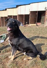 MAXIM, Hund, Mischlingshund in Rumänien - Bild 11