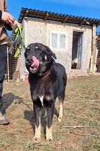 MAXIM, Hund, Mischlingshund in Rumänien - Bild 12