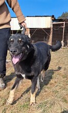 MAXIM, Hund, Mischlingshund in Rumänien - Bild 13