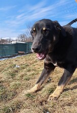 MAXIM, Hund, Mischlingshund in Rumänien - Bild 14