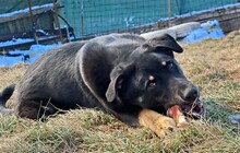 MAXIM, Hund, Mischlingshund in Rumänien - Bild 17