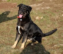MAXIM, Hund, Mischlingshund in Rumänien - Bild 20