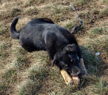 MAXIM, Hund, Mischlingshund in Rumänien - Bild 23