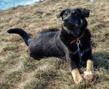 MAXIM, Hund, Mischlingshund in Rumänien - Bild 24