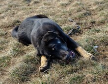 MAXIM, Hund, Mischlingshund in Rumänien - Bild 25