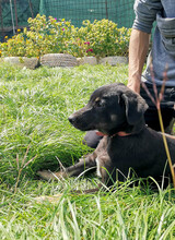 MAXIM, Hund, Mischlingshund in Rumänien - Bild 3
