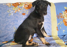 MAXIM, Hund, Mischlingshund in Rumänien - Bild 8