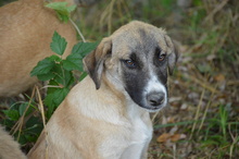 XAVER, Hund, Mischlingshund in Rumänien - Bild 4