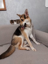 KAYA, Hund, Mischlingshund in Gelnhausen - Bild 1