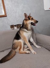 KAYA, Hund, Mischlingshund in Gelnhausen - Bild 2
