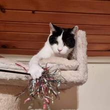 LUCIA, Katze, Europäisch Kurzhaar in Bulgarien - Bild 2