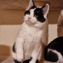 LUCIA, Katze, Europäisch Kurzhaar in Bulgarien - Bild 6