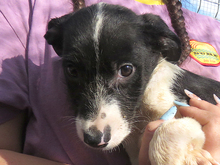 PIANA, Hund, Mischlingshund in Rumänien - Bild 1