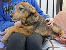 PANCHO, Hund, Mischlingshund in Rumänien - Bild 2