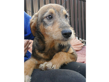 PANCHO, Hund, Mischlingshund in Rumänien - Bild 4