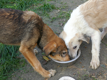 PANCHO, Hund, Mischlingshund in Rumänien - Bild 9